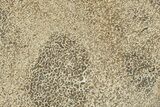 Polished Dinosaur Bone (Gembone) Slab - Morocco #257970-1